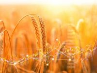 WEAT Among Top 10 Fastest Growing ETFs