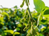 Watch This Soybean ETF as China Looks at Imports