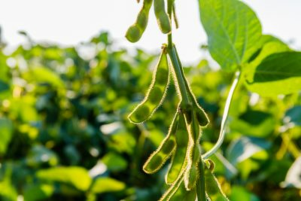 Watch This Soybean ETF as China Looks at Imports