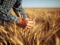 Despite Rising Income, Farmer Sentiment Wanes
