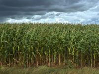 South American Factors Will Impact Corn, Soybean Prices