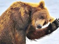 Structure Matters Bear Market Innovation