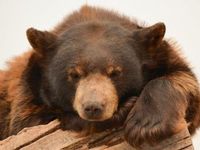 Seek Free Cash Flow While Markets Are in Bear Country