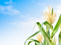 In 2023, Corn Prices Could Keep Trending Higher