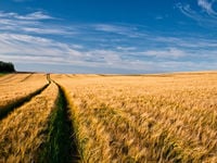 South America's Weather is Pushing Up Corn Prices