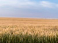 Texas Growing Conditions Should Strengthen Wheat Prices