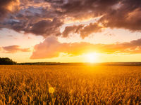 Corn, Wheat Remains Volatile Due to Ukraine Conflict