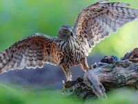 Federal Reserve Policymakers in 2023: Hawks or Doves?