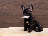 Get Alternative Income With SDOG