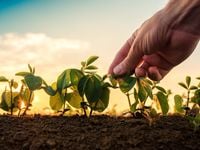 Record Harvests Could Lower Soybean Prices