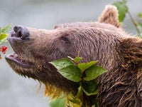 Avoiding Speculation Alone Doesn't Make You a Bear