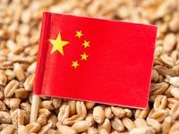 Rain and Humidity Decimate China's Wheat Supply