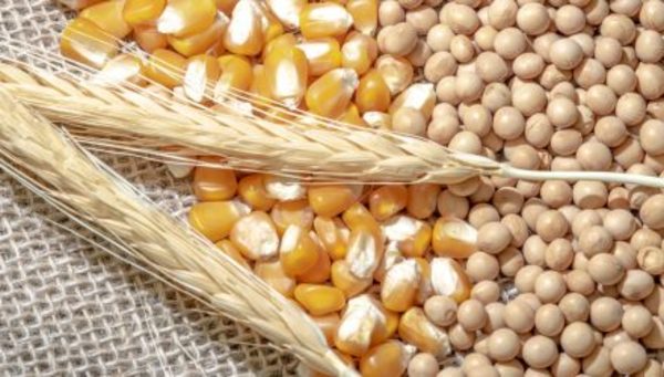 U.S. Agricultural Exports Could Fall This Summer