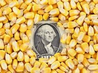 Corn Prices Are Driven By Drought, Brazilian Surplus
