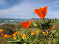California's Carbon Market Predicts Supply Deficit by 2030