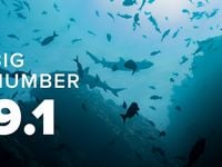 Potential Opportunity Beneath the Market’s Calm Surface