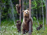 Higher Interest Rates Bearish for Risk Assets?