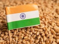 India Tries to Ease Wheat Prices with Tax Cut