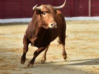 Some Managers Believe Bond Bull Market is Still Ahead
