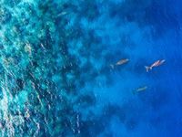 Bet on KSEA's Blue Economy