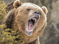 High Yields Can Offer Bearish Opportunities