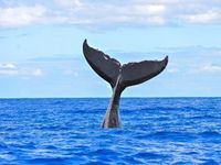 Support for ‘Blue Deal’ Highlights Ocean Economy