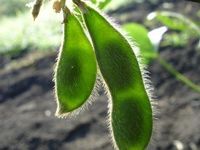 Brazil Should Top Soybean Exports Next Year