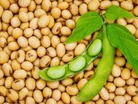 Biofuels Demand Could Boost Soybean Prices in 2024