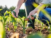 With Agricultural Commodities, Temper 2024 Volatility
