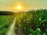 U.S. Crop Production Pressures on Corn, Soybeans Prices