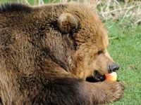 Analysts Prepare to Unleash the Bears on Apple's Stock