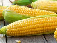 According to USDA, Corn Use in Ethanol Will Rise