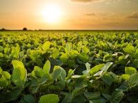 Despite Downtrend, TAGS Is Ahead of Commodities Indexes