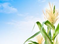 Sustainable Aviation Fuel Demand May Buoy Corn Prices