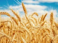 Wheat Stays Resilient Despite China's Order Cancellations
