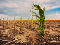 After Hottest Year on Record: What Next for Climate?