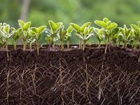 Improving Conditions in China May Lift Soybeans