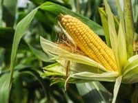 Leafhopper Infestation May Disrupt Corn Supply