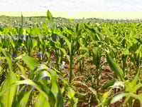 High-Yield Prospects: May 8 Edition