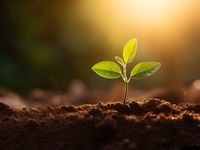 Try FDG as Advisors Underweight Large Cap Growth