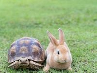 The Tortoise and the Hare