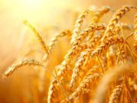 Heavy Rains & Storms Creates Upside for Ag Commodities