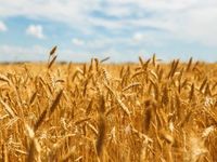Russia May Put Wheat Market in Vice Grip