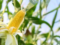 Spain's Appetite for Corn Could Help Buoy Prices