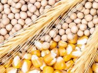 Brazil Pushes Soybean, Corn Prices Higher