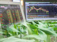 Agricultural Commodities Can Be Ideal During Fall Volatility