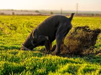 Digging Into EQL’s Long Term ETF Performance
