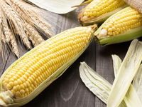 USDA Forecasts Higher Corn Demand