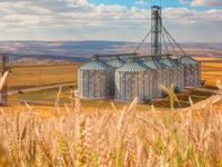 Stifled Wheat Planting Efforts May Upset Global Markets
