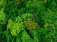 European Elections a Boon for Carbon Market Outlook